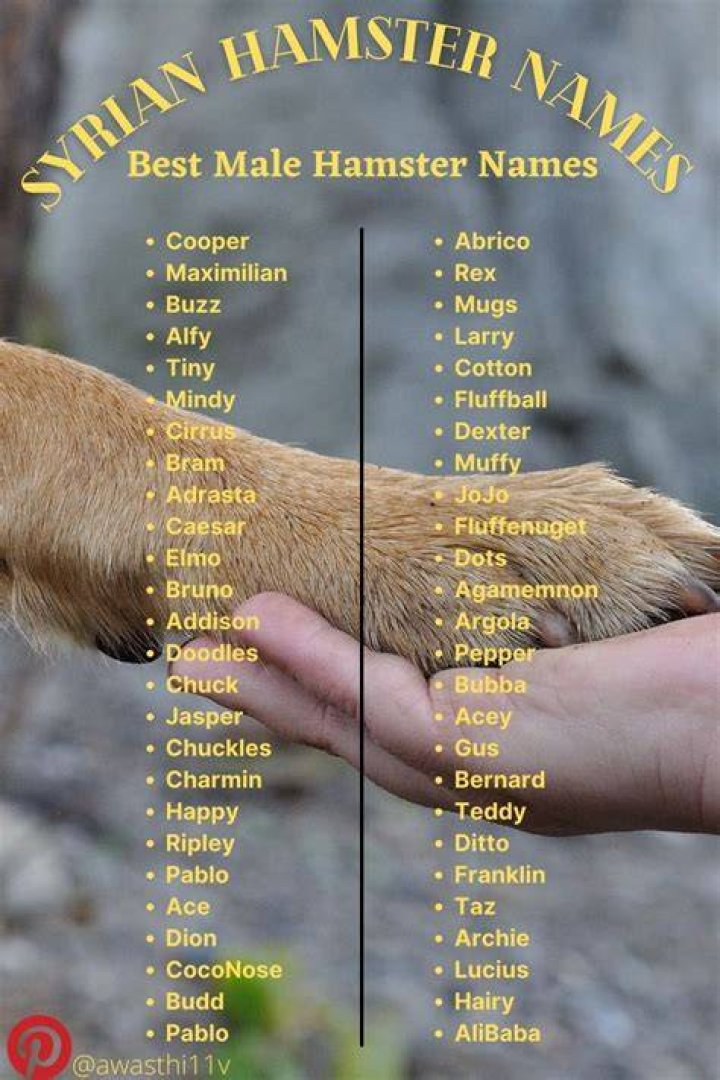 Syrian Hamster Names Pets Names Hamster names, Syrian hamster