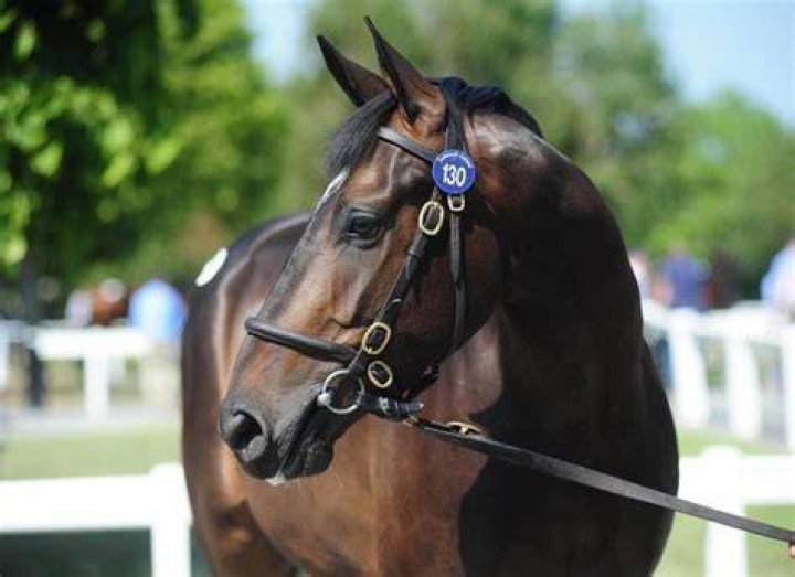 Tattersalls Braced for More Bumper Trade as Graduates Shine