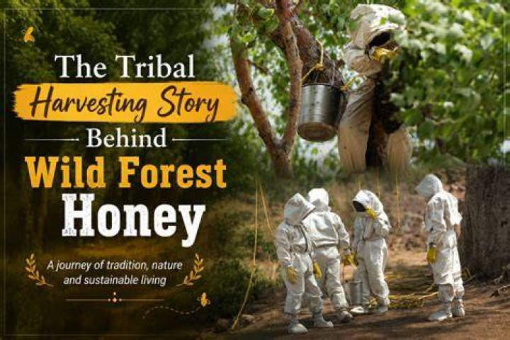 The story behind WILD