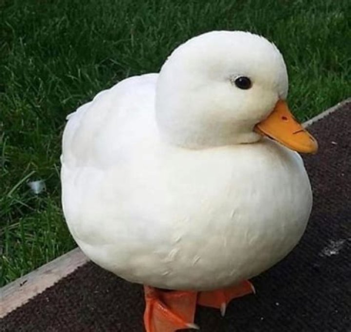 This cute duck r/aww
