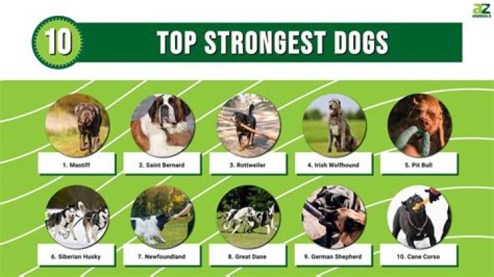 Top 10 Strongest Dog Breeds in the World