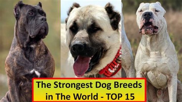 Top 15 Strongest Dog Breeds in the World Canine Weekly American