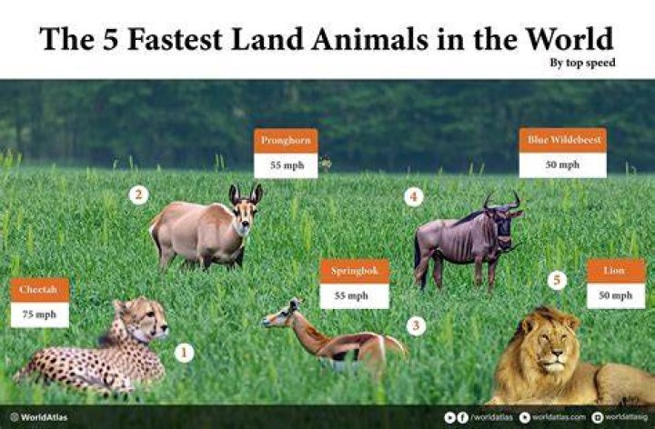 TOP 5 FASTEST ANIMALS IN THE WORLD WATCH MORE MZILIKAZI