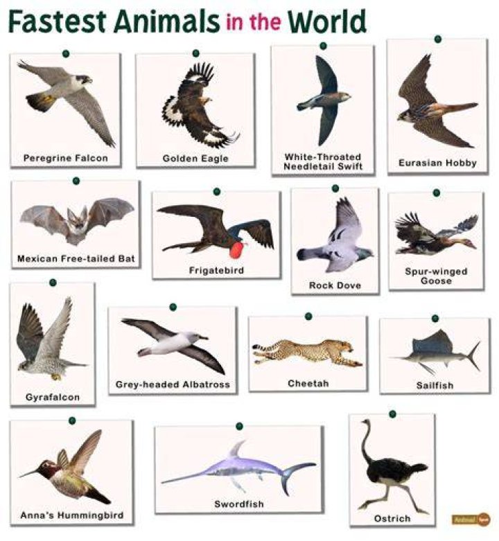 What is the fastest animal on Earth? Live Science