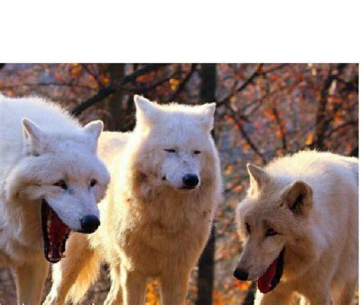 Wolves Meme / Laughing Wolves Meme Kids T Shirt By Hangloosedraft