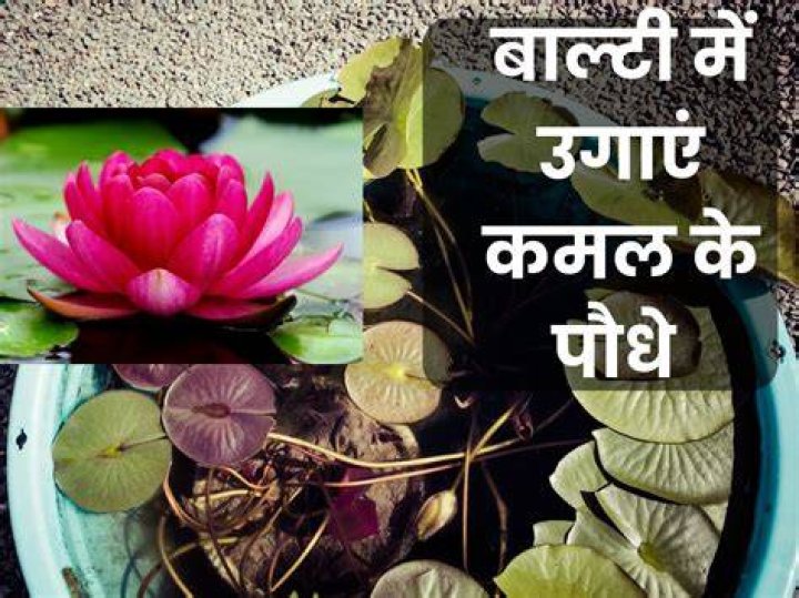कमल हसन की बेटी की प्राइवेट फोटो को लीक करने बाला और कोई नहीं बल्कि थे